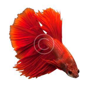 Siamese Fighting Fish, Red