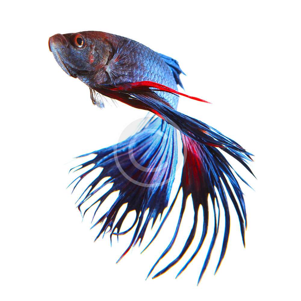 Crowntail Betta Fish