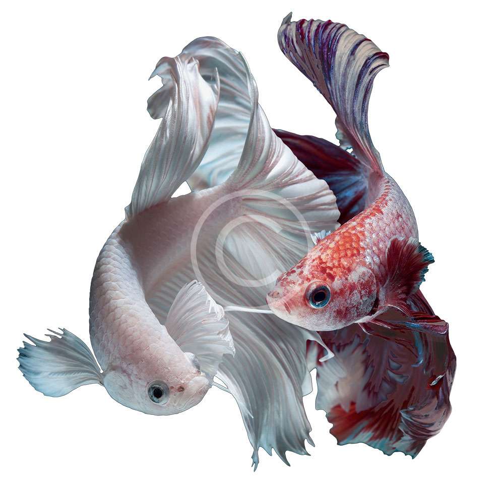 Flower Tail Betta Fish
