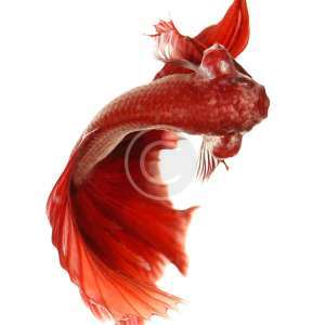 Vail Tail Betta Fish