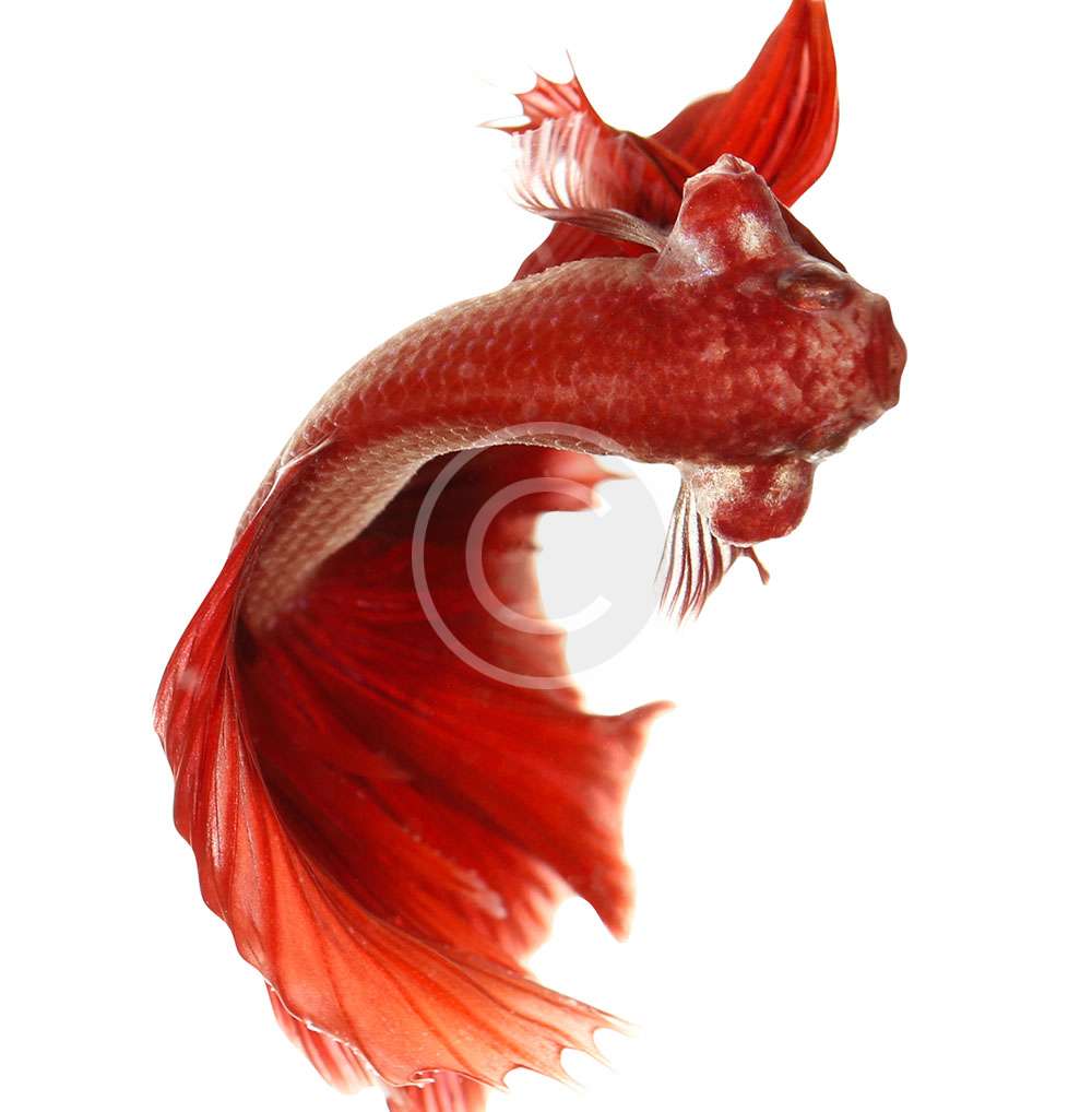 Vail Tail Betta Fish