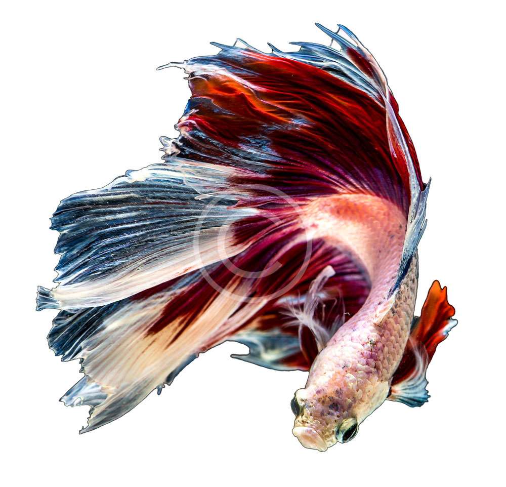 Delta Fighting Fish