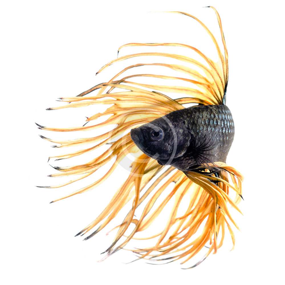 Crowntail Betta Fish